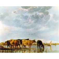 Cows in the Water