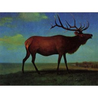 Elk