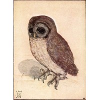 The Little Owl