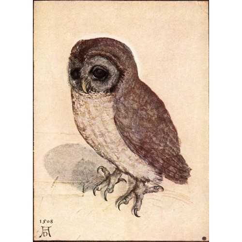 The Little Owl