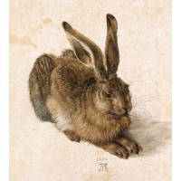 Young Hare