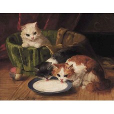Kittens at the milk sauceri