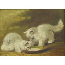 White kittens