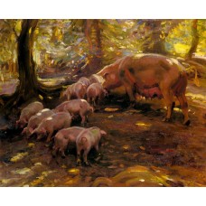 Pigs In A Wood Cornwall