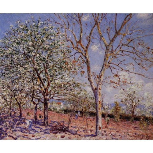 Plum and Walnut Trees in Spring