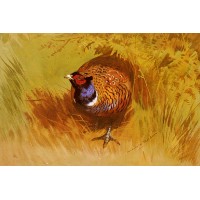 A Cock Pheasant