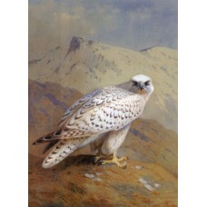 A Greenland or Gyr Falcon