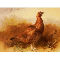 Cock Grouse