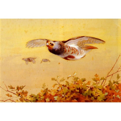 English Partridge In Flight