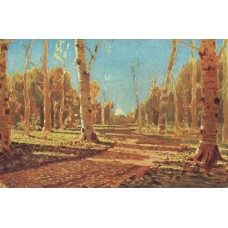 A birch grove 3