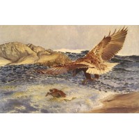 A Sea Eagle Chasing Eider Duck