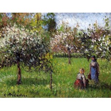 Apple Blossoms Eragny