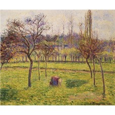 Apple Trees in a Field