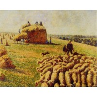 Flock of Sheep in a Field after the Harvest