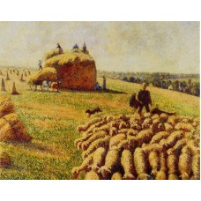 Flock of Sheep in a Field after the Harvest