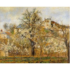 Kitchen Garden with Trees in Flower Spring Pontoise