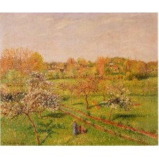 Morning Flowering Apple Trees Eragny