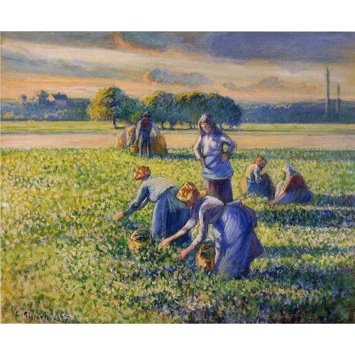 Picking Peas 2