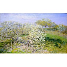 Apple trees in bloom