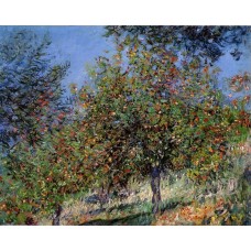 Apple Trees on the Chantemesle Hill