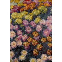 Bed of Chrysanthemums