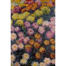 Bed of Chrysanthemums