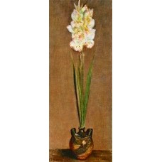 Gladiolus 1