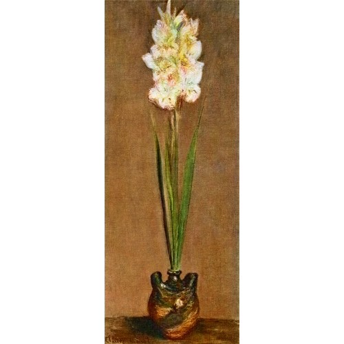 Gladiolus 1