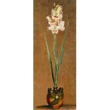 Gladiolus