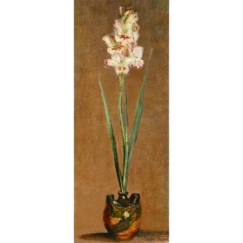 Gladiolus