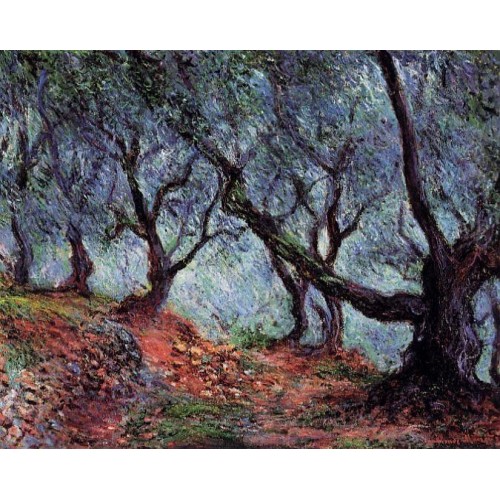 Grove of Olive Trees in Bordighera