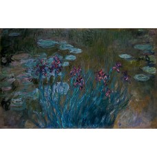 Irises and water lilies