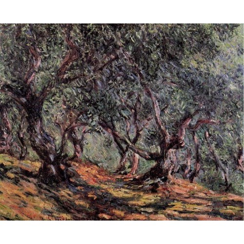 Olive Trees in Bordighera