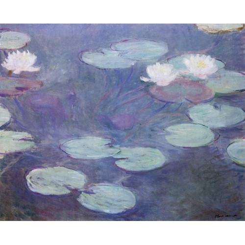 Pink Water Lilies