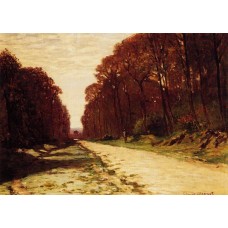 Road in a Forest