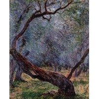 Study of Olive Trees