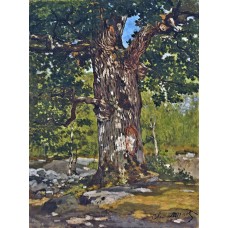 The bodmer oak