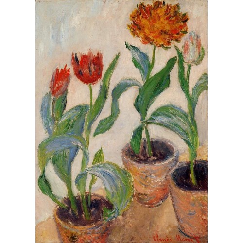 Three Pots of Tulips