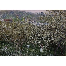 Vetheuil Flowering Plum Trees