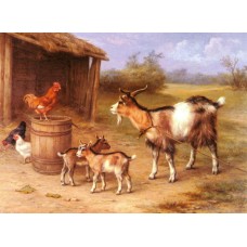 A Farmyard scene with goats and chickens