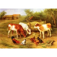 Calves and Chickens feeding in a Farmyard