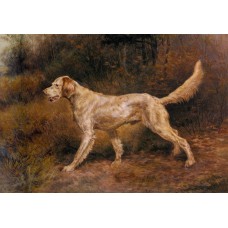 Commissioner A Champion English Setter