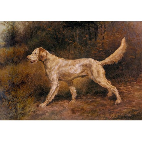 Commissioner A Champion English Setter