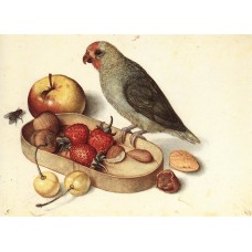 Still Life with Pygmy Parrot