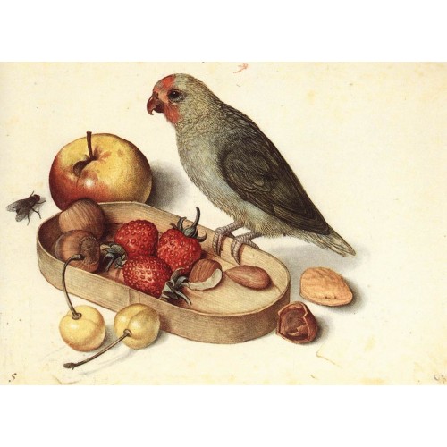 Still Life with Pygmy Parrot