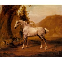 A Grey Stallion In A Landscape
