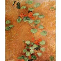 Nasturtiums 1