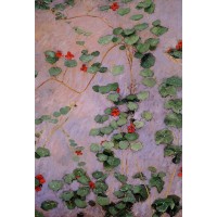 Nasturtiums 2