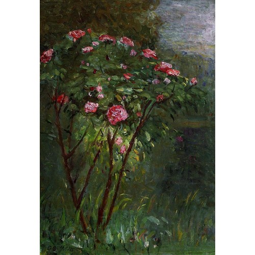 Rose Bush in Flower
