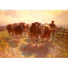 Cattle Drive on the Farm Road
